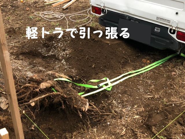 最後のとどめは、切り株を車で引っこ抜く