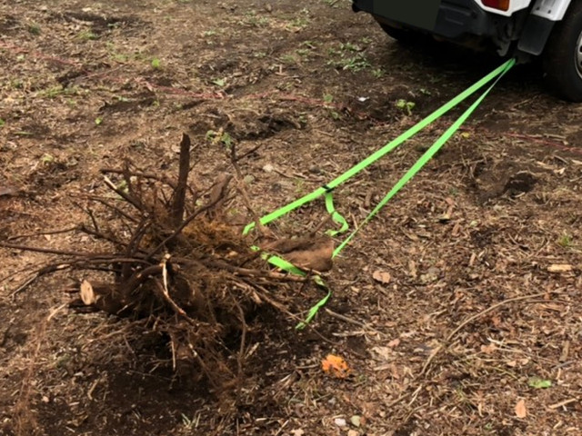 最後のとどめは、切り株を車で引っこ抜く