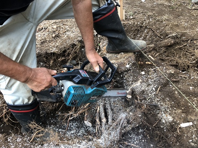 チェーソーで切り株を切る