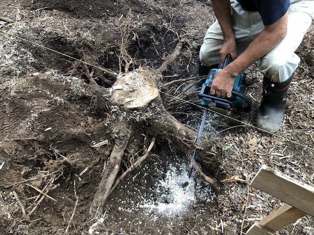 チェーソーで切り株を切る