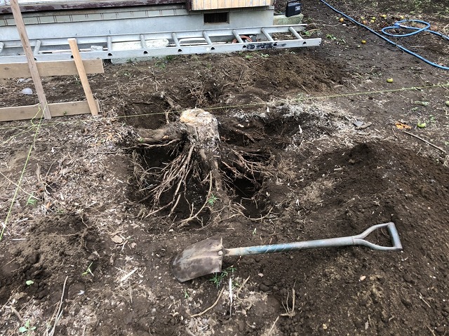 切り株の周りを、とにかく掘る