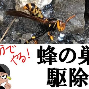 小さい蜂の巣駆除を除草剤噴霧器を使って自分で退治する方法